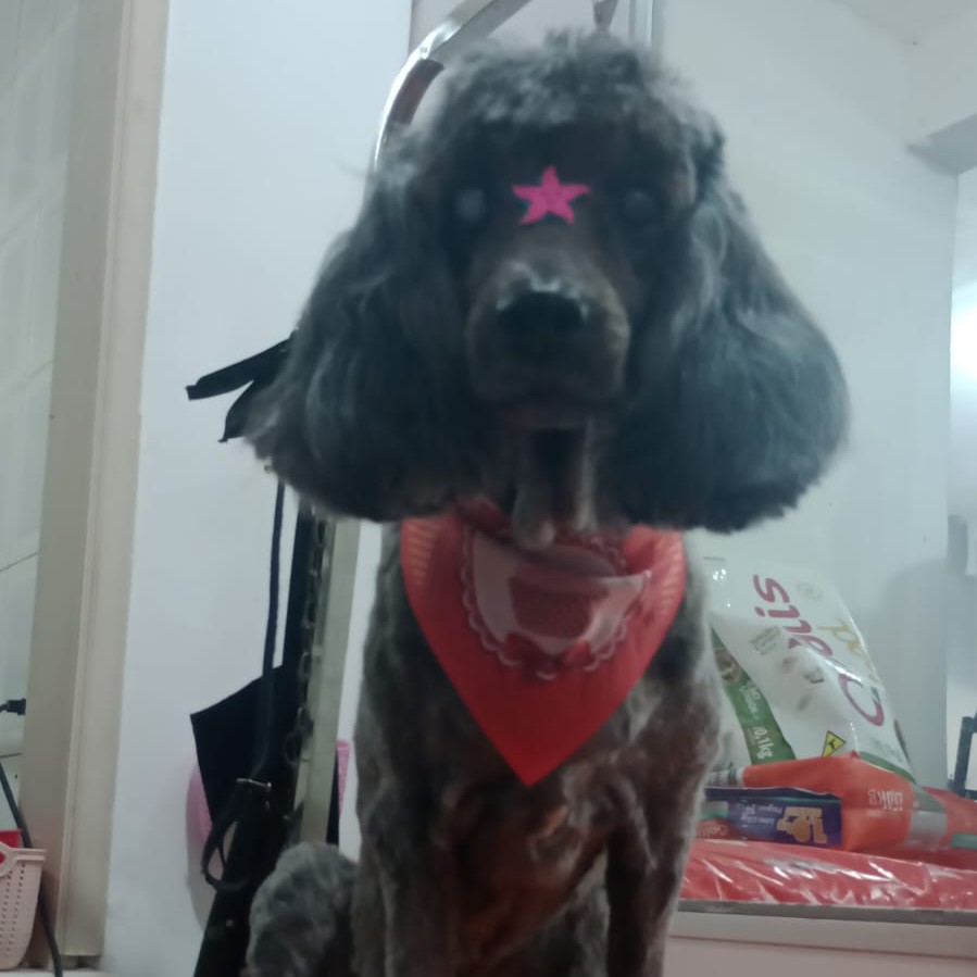 Banho e tosa geral baixa tamanho médio