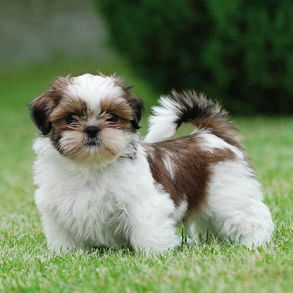 Shih Tzu 01: Banho Simples