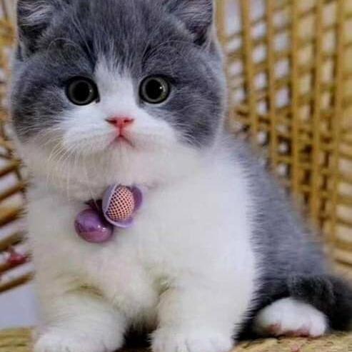 GATOS PORTE PEQUENO PELO CURTO