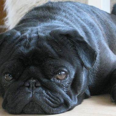 Pug Pacote Mensal