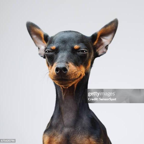 Pinscher: Banho+ Tosa Higiênica
