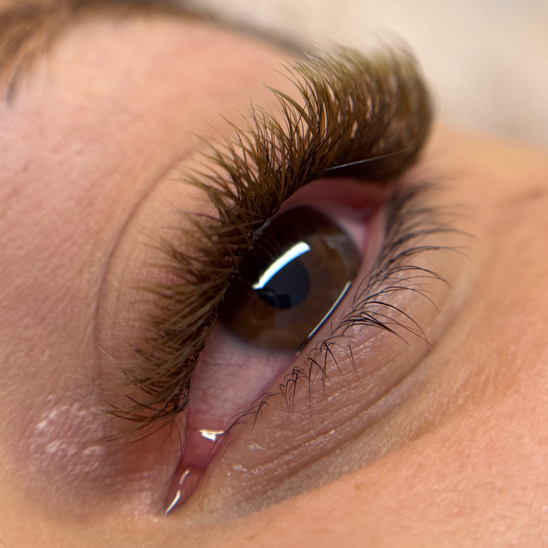 B manutenção brasileiro castanho claro