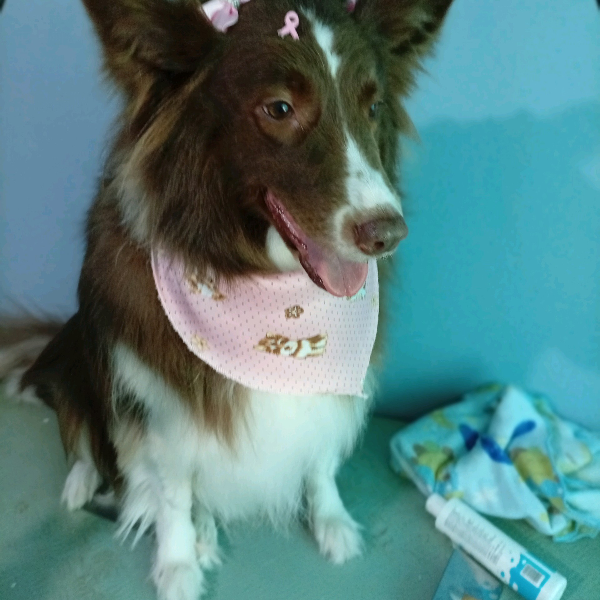 Banho completo porte grande